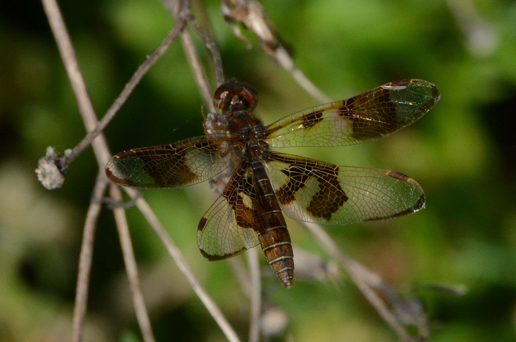 041 2015-01109690 Loxahatchee NWR, FL.JPG - Eastern Amberwing Dragonfly (Perithemis tenera). Loxahatchee National Wildlife Refuge, FL, 1-10-2015